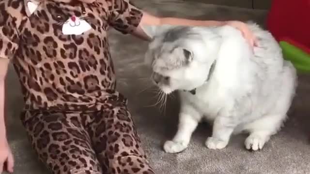 The cat is so beautiful