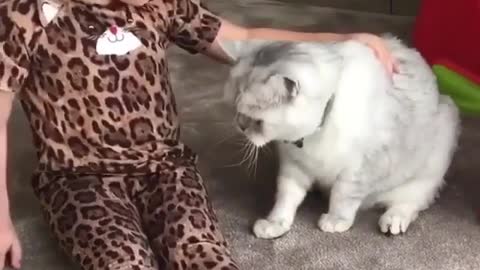 The cat is so beautiful