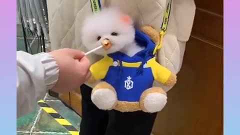 Cute puppy short 😍🤗