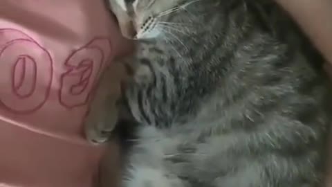 Lazy cat