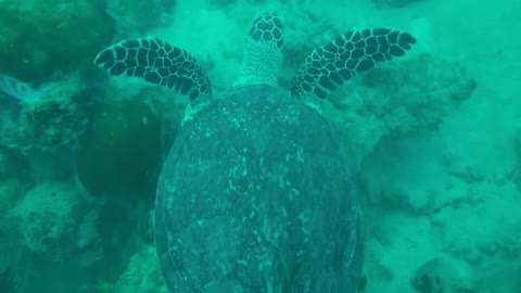 Swimming With Turtle