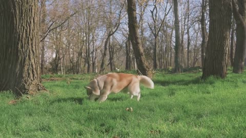 Living with a Siberian Husky Tips & Tricks!