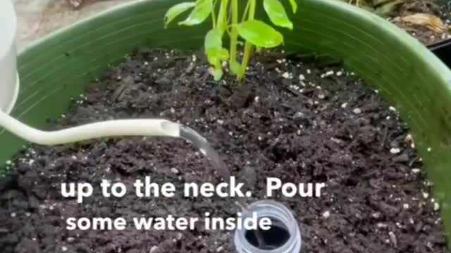 How to make a self watering system for your plants