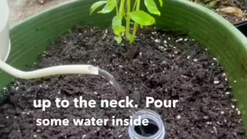 How to make a self watering system for your plants
