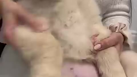 FUNNY DOG i am your doggy
