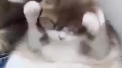 Funniest cute pet adorable animals try not to laugh compilation video #shorts #shortvideo