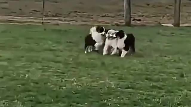 2022 Pets Funny Cute Likes