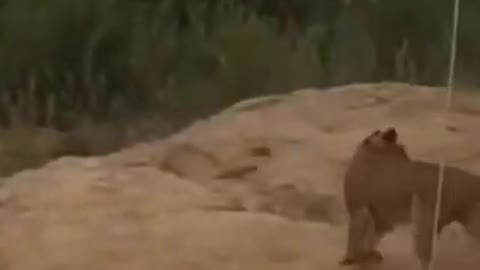 What appers to make the lions who are bait hunting run Away..