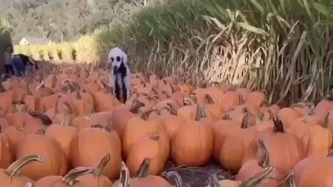 HALLOWEEN dog, skeleton in the field, ghost among pumpkins, scary movie !!! you have to see it !!!