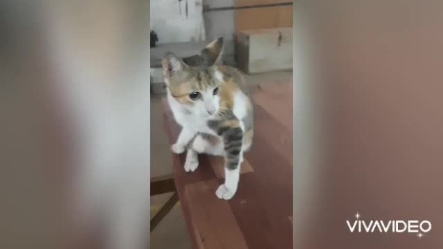 Cats are very beautiful 🐈