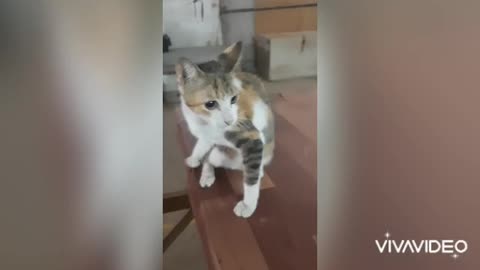 Cats are very beautiful 🐈