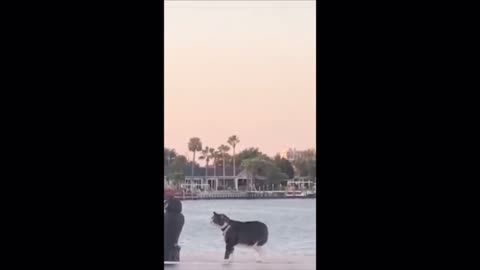 Funny animals Fight //dogs and cat fight //cute cat fight