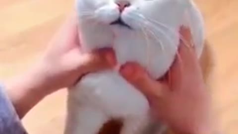 Baby Cats - Cute and funny Cats Videos