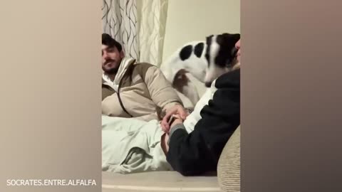Hey, don't even think about messing with these dogs! funny dogs..