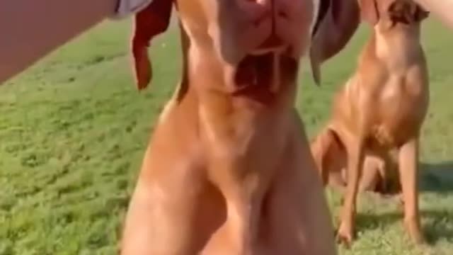 cute animal funny video