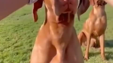 cute animal funny video