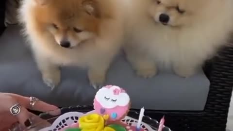 Cake for pomeranian!! aww bday cake!!🥰🥰