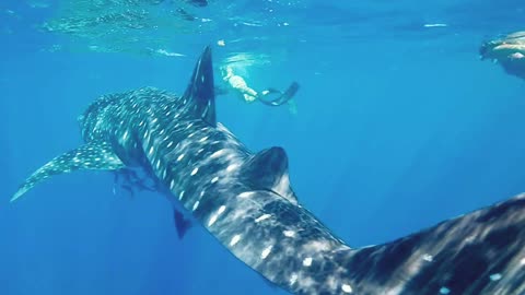wow what kind of whale is this!?