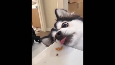 puppy trying to eat yummy