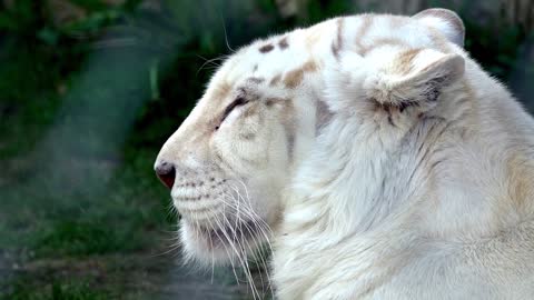 White tiger sleeping