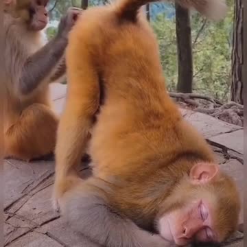 Episode #11 Monkey Funny Acting Viral Video