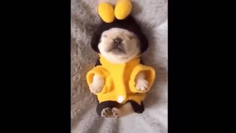 Pug Wearing Bee Costume so cute