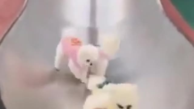 Funny Dog Videos 2021 Funny animal compilation Videos - Funny short video