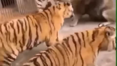 That's why the lions king of Forest