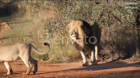 Jungle ka sabse Khatarnak janwar