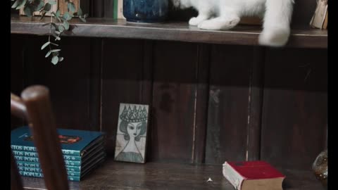 Funny cat video