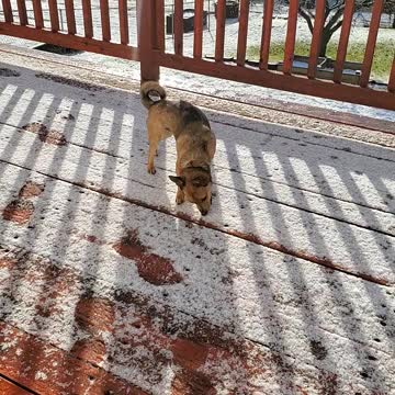 Crazy dog loves munching on snow