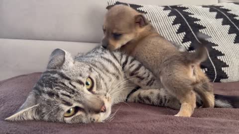 Funny Cat Reaction to Puppies [Kitty sees them for the First Time]