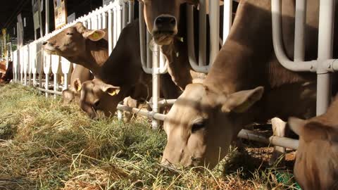 Cows on livestock farm