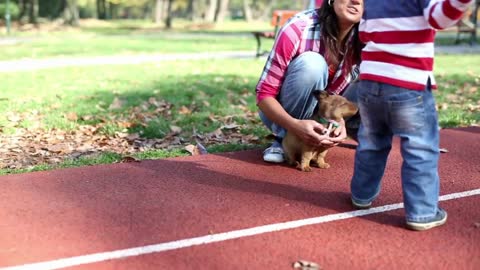 Young Mother Playing With Her Son And Puppy In Autumn Park, Steadycam
