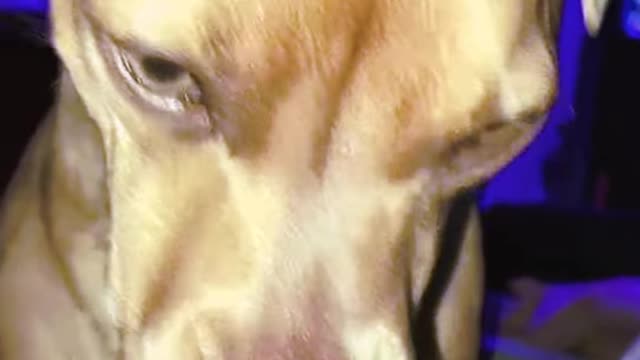 Funniest animal π€£ video πΈπ