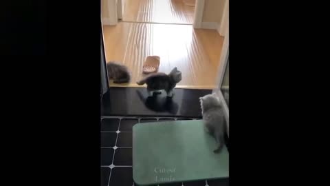 funny dogs cute very cute playing