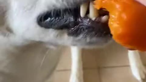 Husky GOES CRAZY After Seeing A Baby Peach!