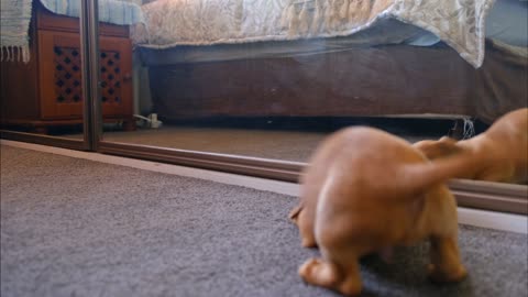 Funny little dog plays in front of the mirror
