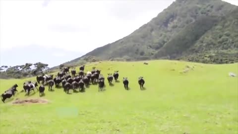 5 Incredible Animal Videos
