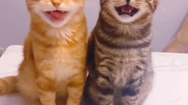 Funny Cat Videos