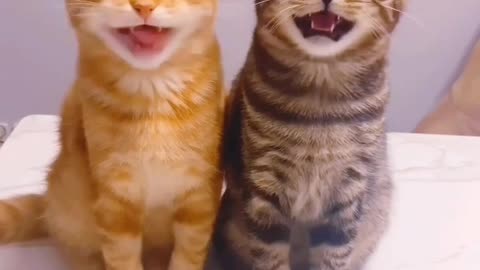Funny Cat Videos