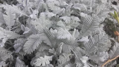 Grass that grows in the snow