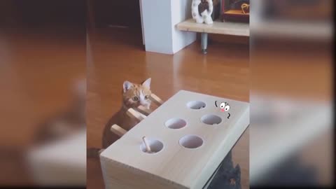 Lovable kitty
