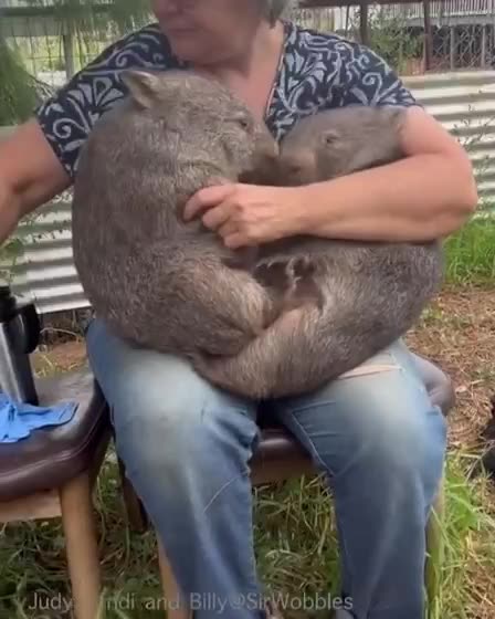Wombats rescued become pets 😊