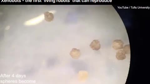 Living robots that can reproduce.