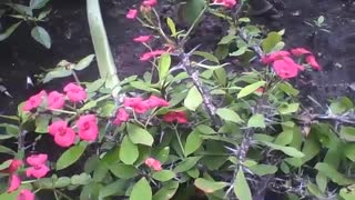 Coroa de espinhos, mostra todas suas flores e espinhos no jardim [Nature & Animals]
