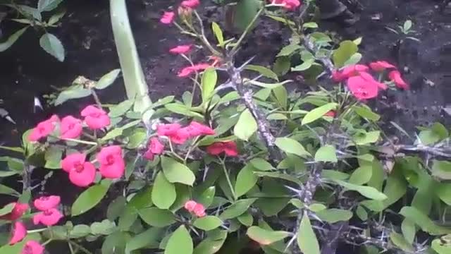 Coroa de espinhos, mostra todas suas flores e espinhos no jardim [Nature & Animals]