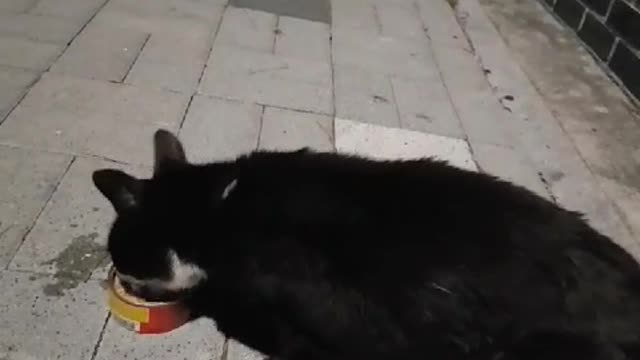 street cat feeding