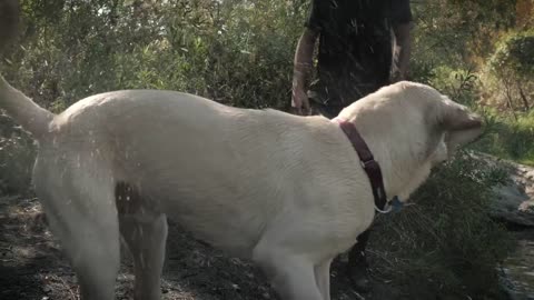 Cute labrador dog shaking water in the forest