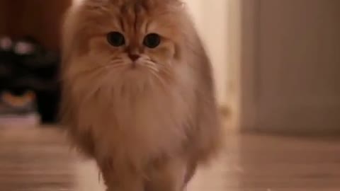 cat coming in a sneaky way